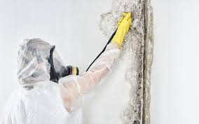 Mold Odor Removal Services in Ferndale, CA